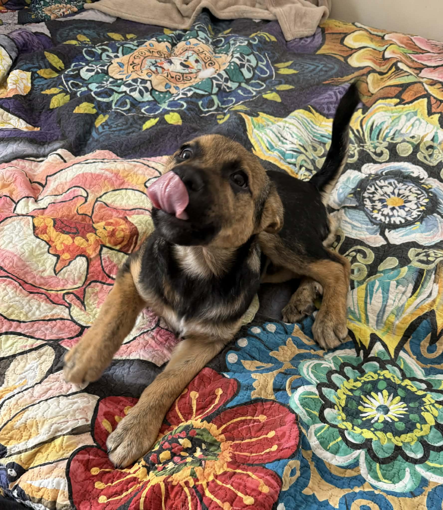 Enlarge Rosco, a Adoptable German Shepherd Dog in Portland, ME image 1/4