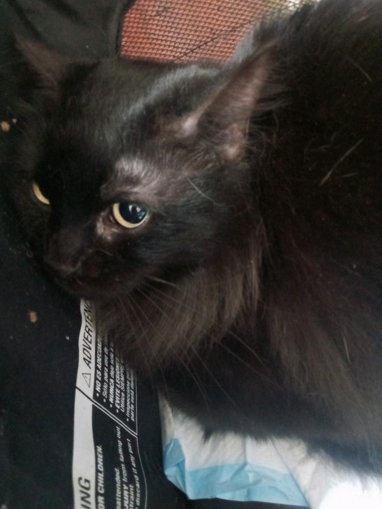 Noche, Adopted, Adult Female Domestic Long Hair.