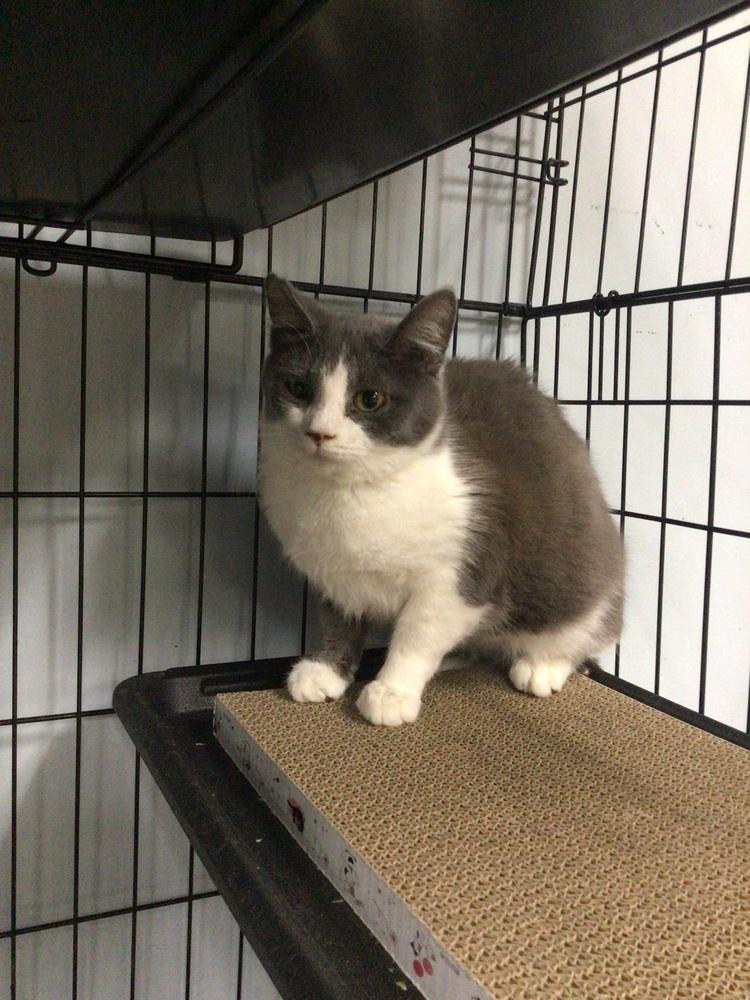 Enlarge Alisha, a Adoptable Domestic Short Hair in Logansport , IN image 1/1