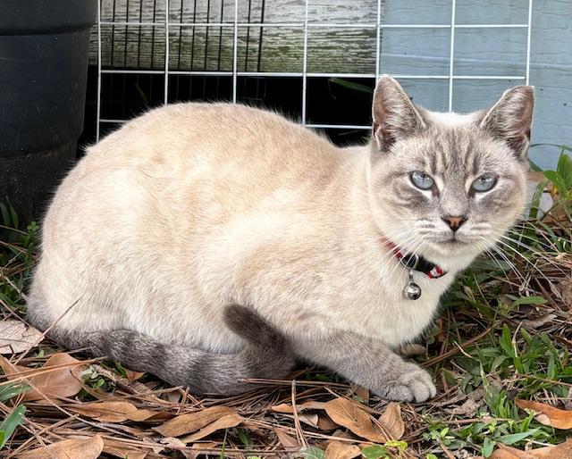 Enlarge Sissy, a Adoptable Siamese in Lafayette, LA image 2/5
