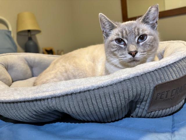 Enlarge Sissy, a Adoptable Siamese in Lafayette, LA image 4/5