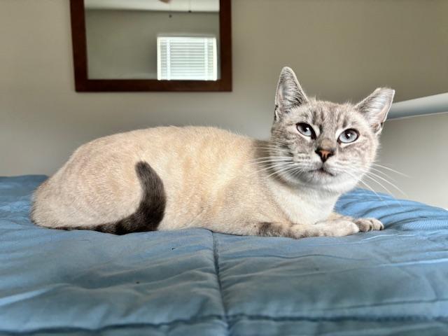 Enlarge Sissy, a Adoptable Siamese in Lafayette, LA image 3/5