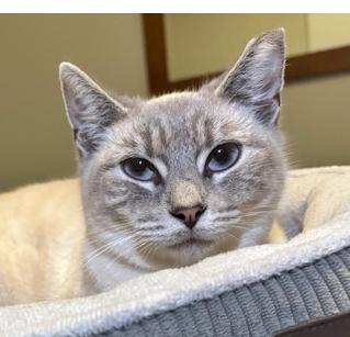 Sissy, Adoptable, Young Female Siamese.