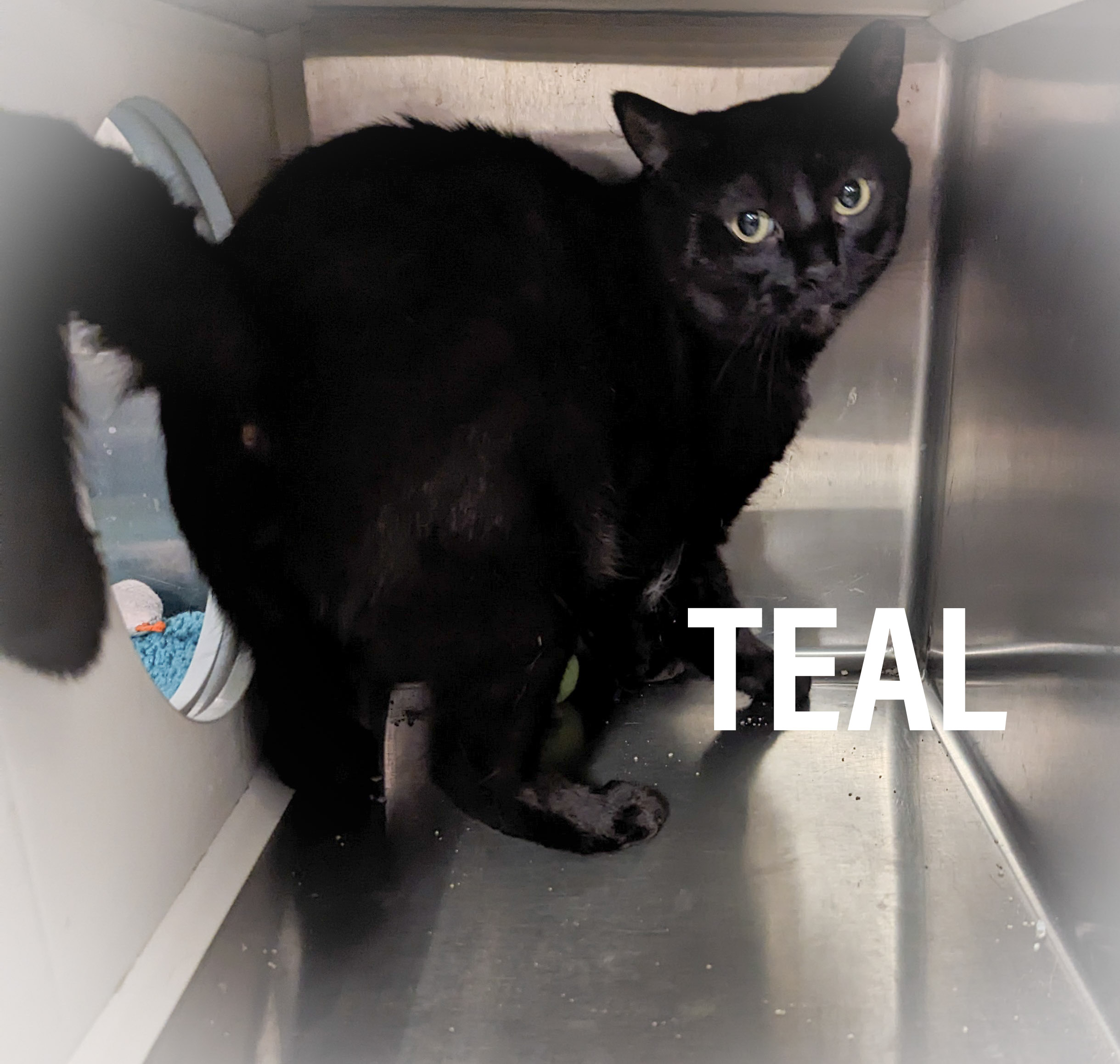 TEAL, a Adoptable mixed breed in Griffith, IN image 5/6