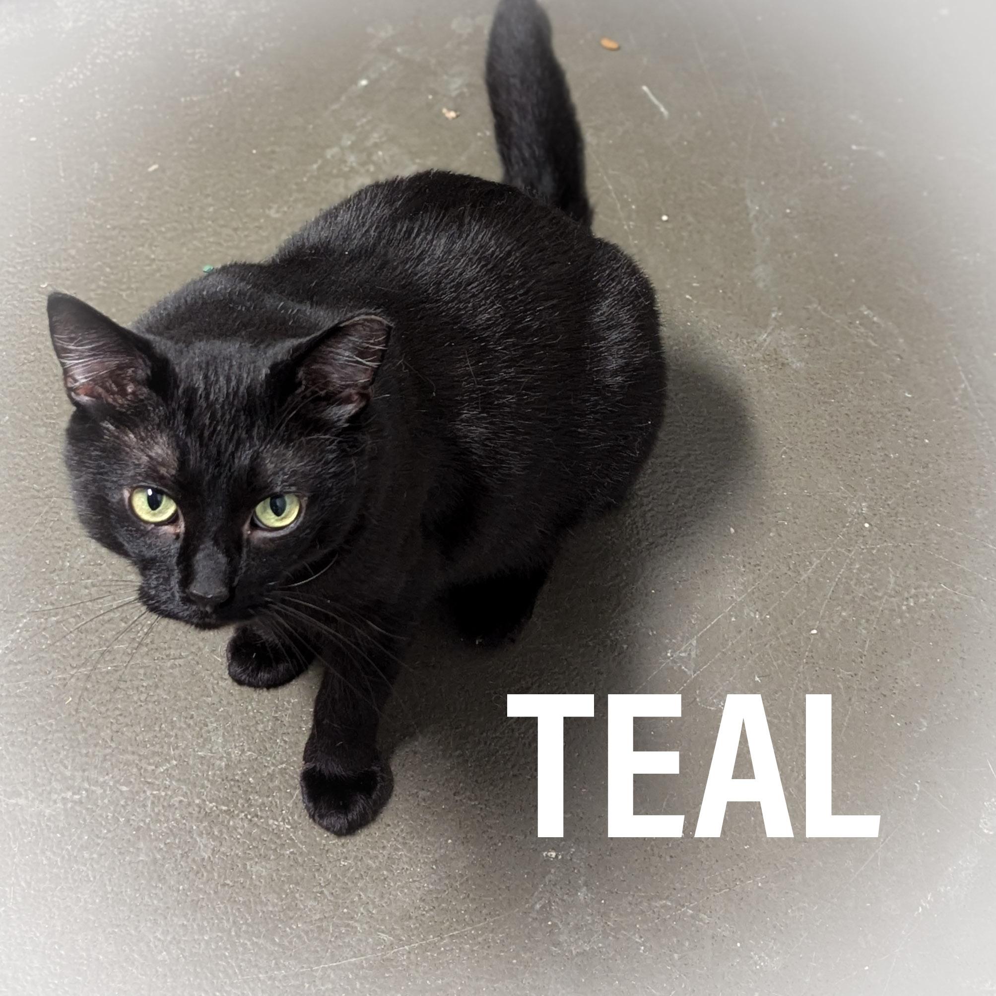 TEAL, Adoptable, Adult Male Domestic Short Hair & American Shorthair.