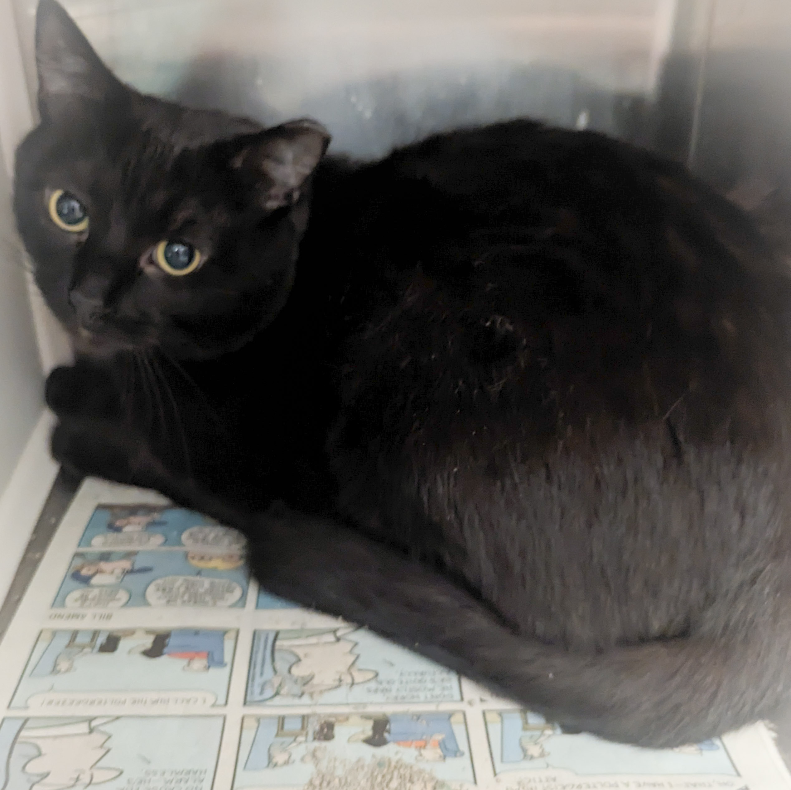 TEAL, a Adoptable mixed breed in Griffith, IN image 2/6