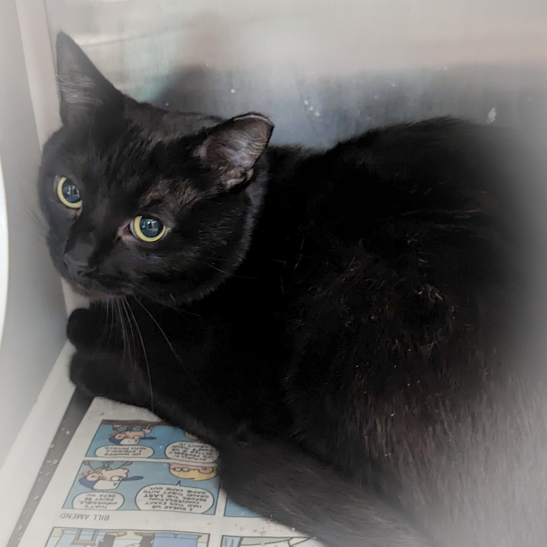 TEAL, a Adoptable mixed breed in Griffith, IN image 4/6