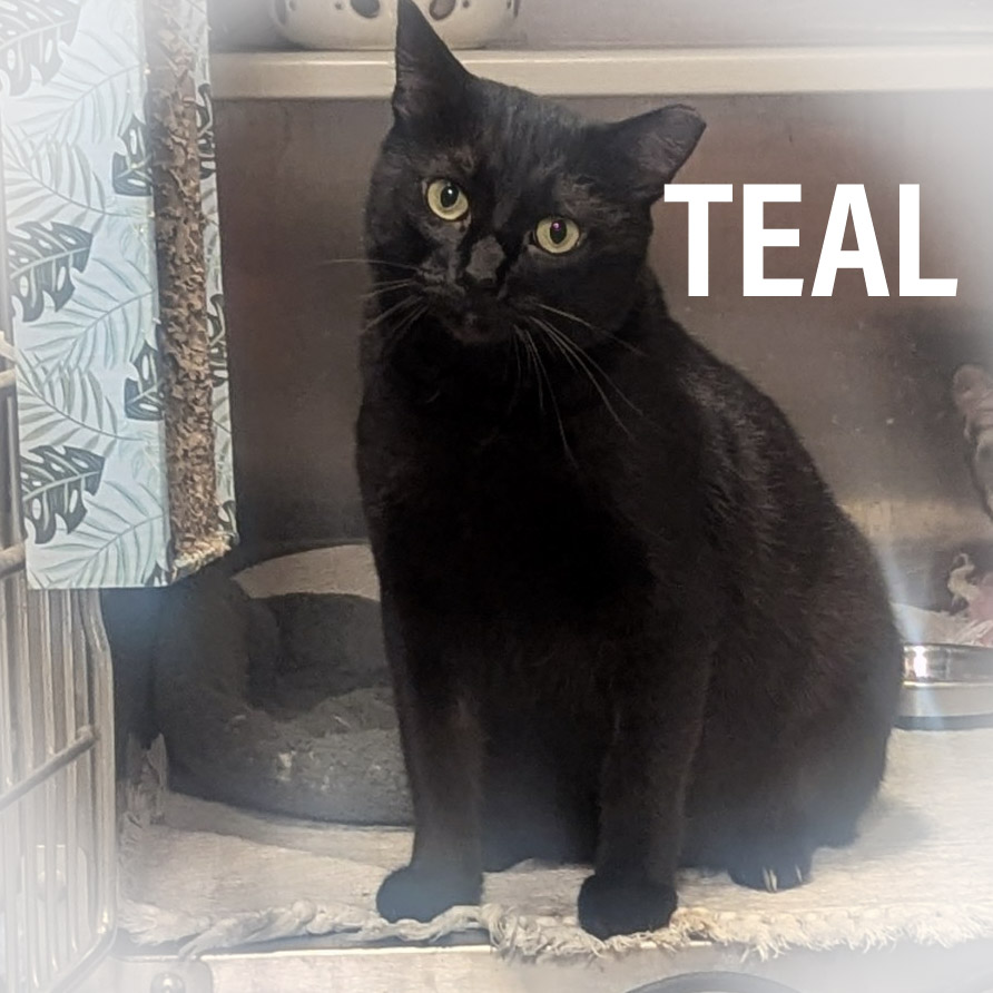 TEAL, a Adoptable mixed breed in Griffith, IN image 3/6