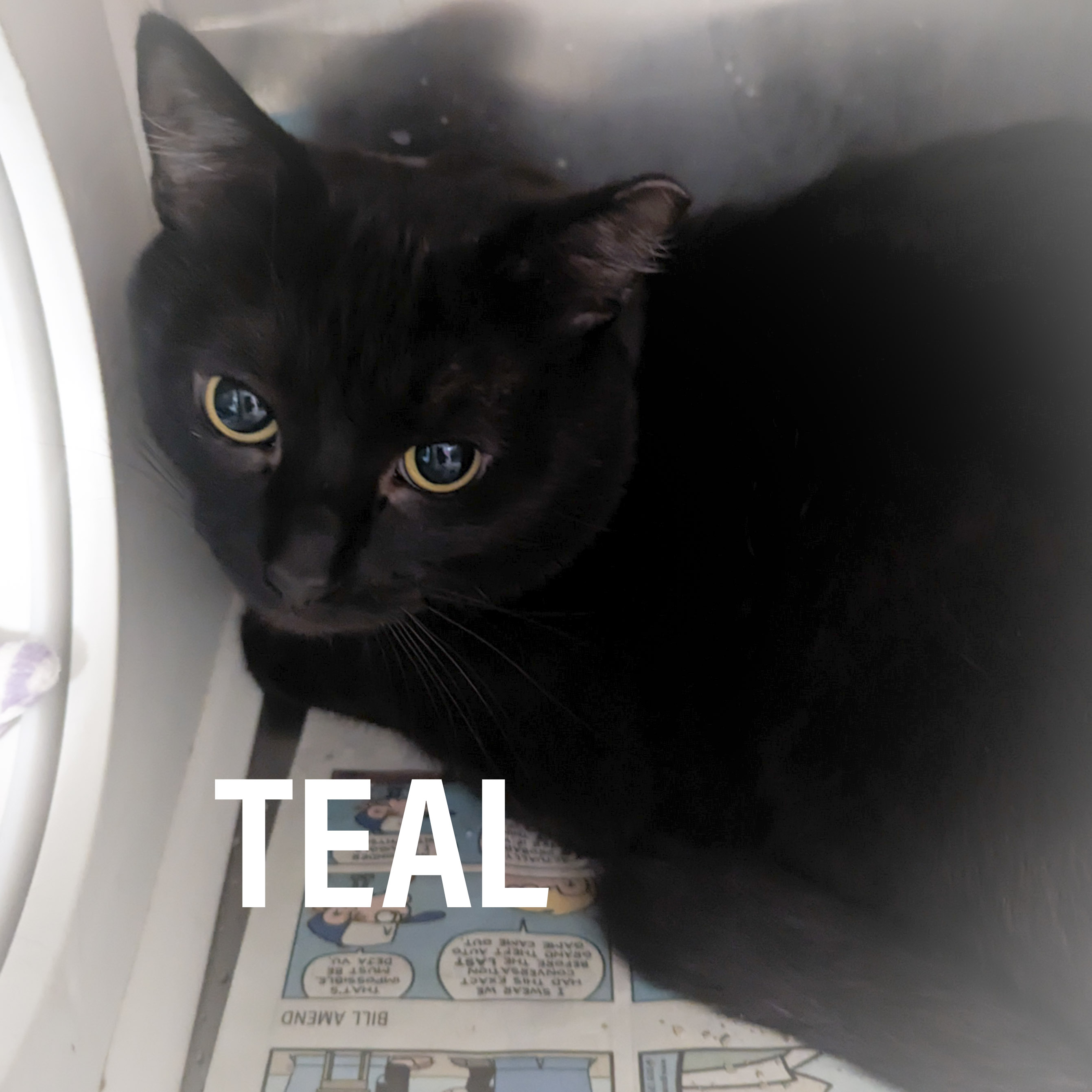 TEAL, a Adoptable mixed breed in Griffith, IN image 6/6