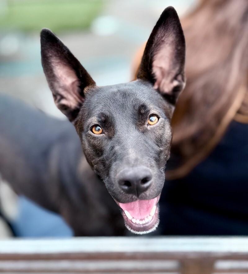Wanda, Adoptable, Young Female Belgian Shepherd / Malinois & Mixed Breed.