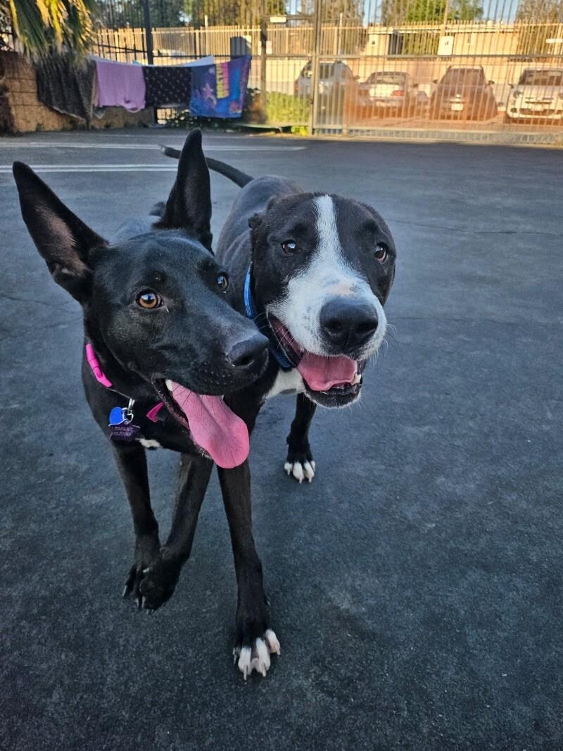 Wanda, a Adoptable mixed breed in Van Nuys, CA image 2/6