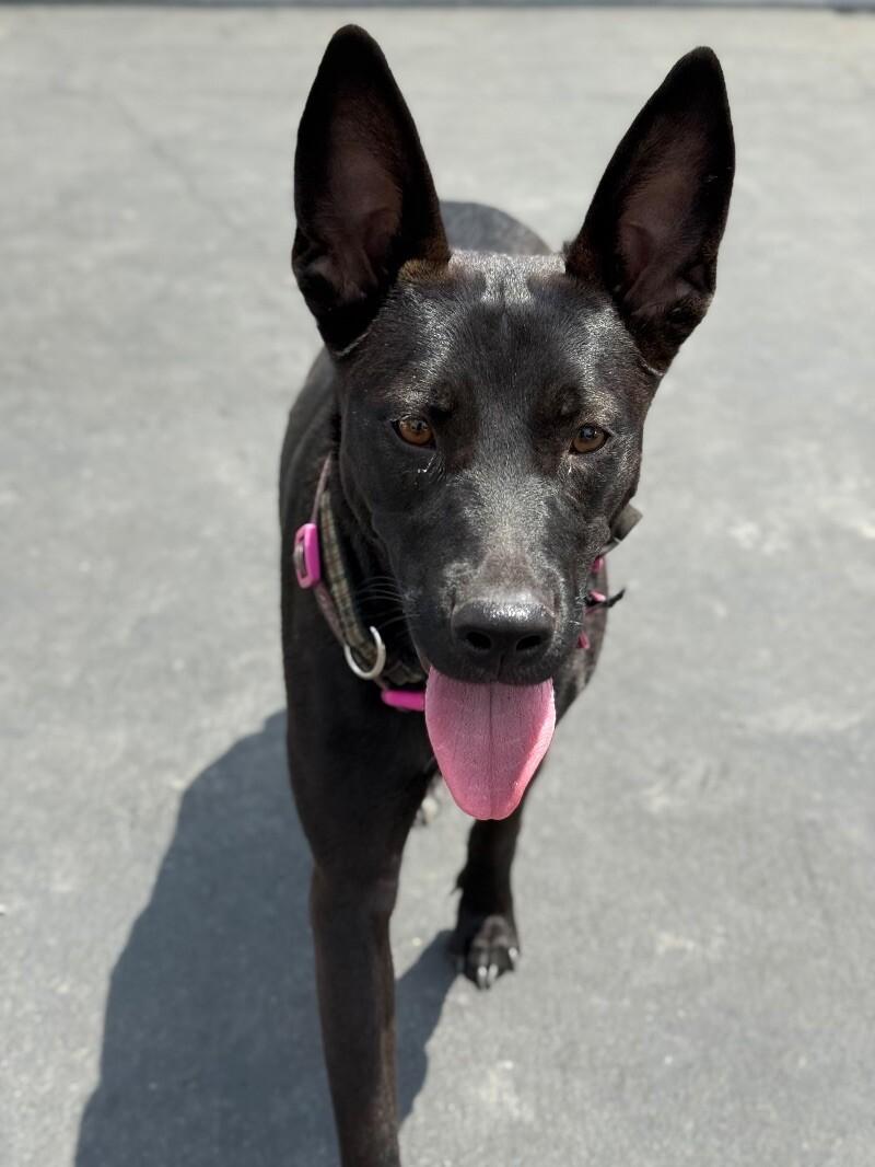 Wanda, a Adoptable mixed breed in Van Nuys, CA image 4/6