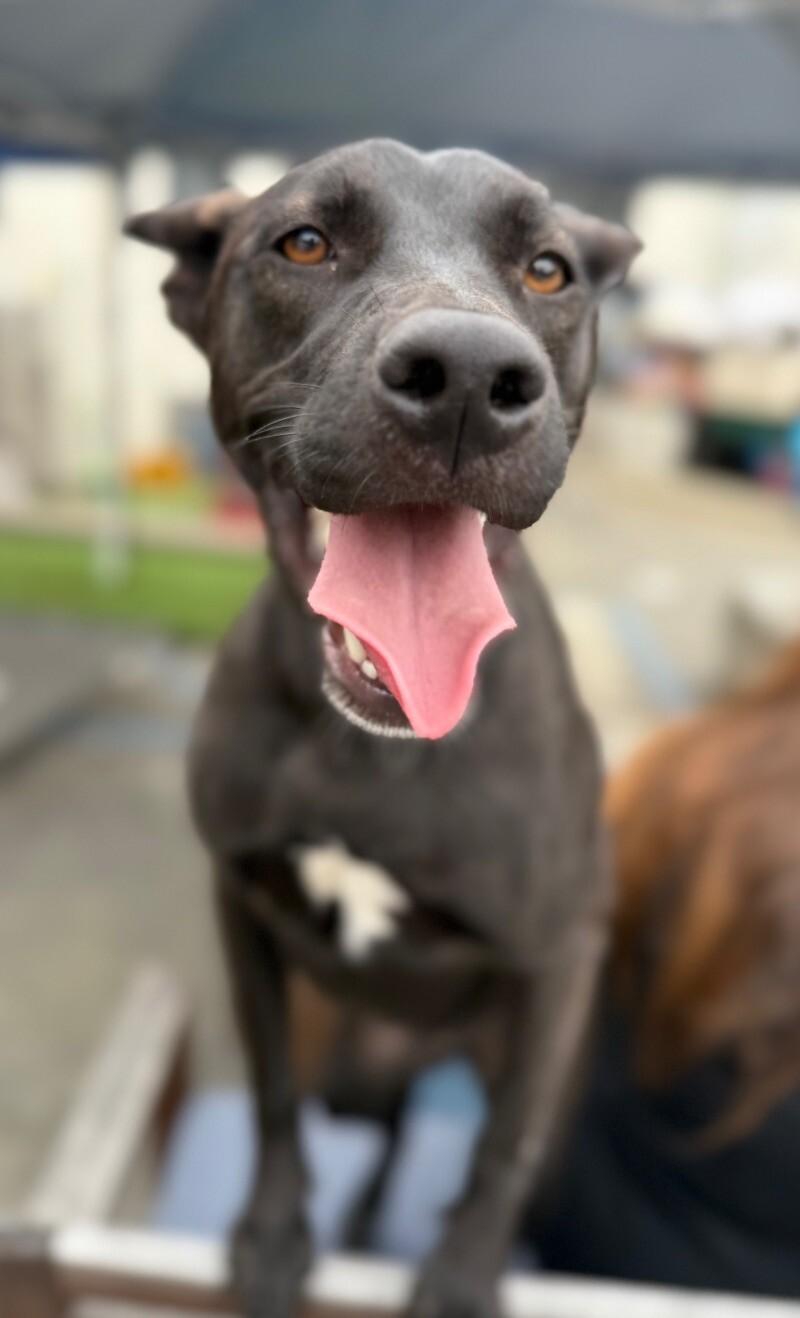 Wanda, a Adoptable mixed breed in Van Nuys, CA image 5/6