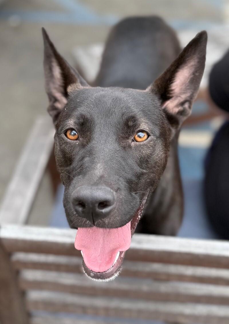 Wanda, a Adoptable mixed breed in Van Nuys, CA image 6/6