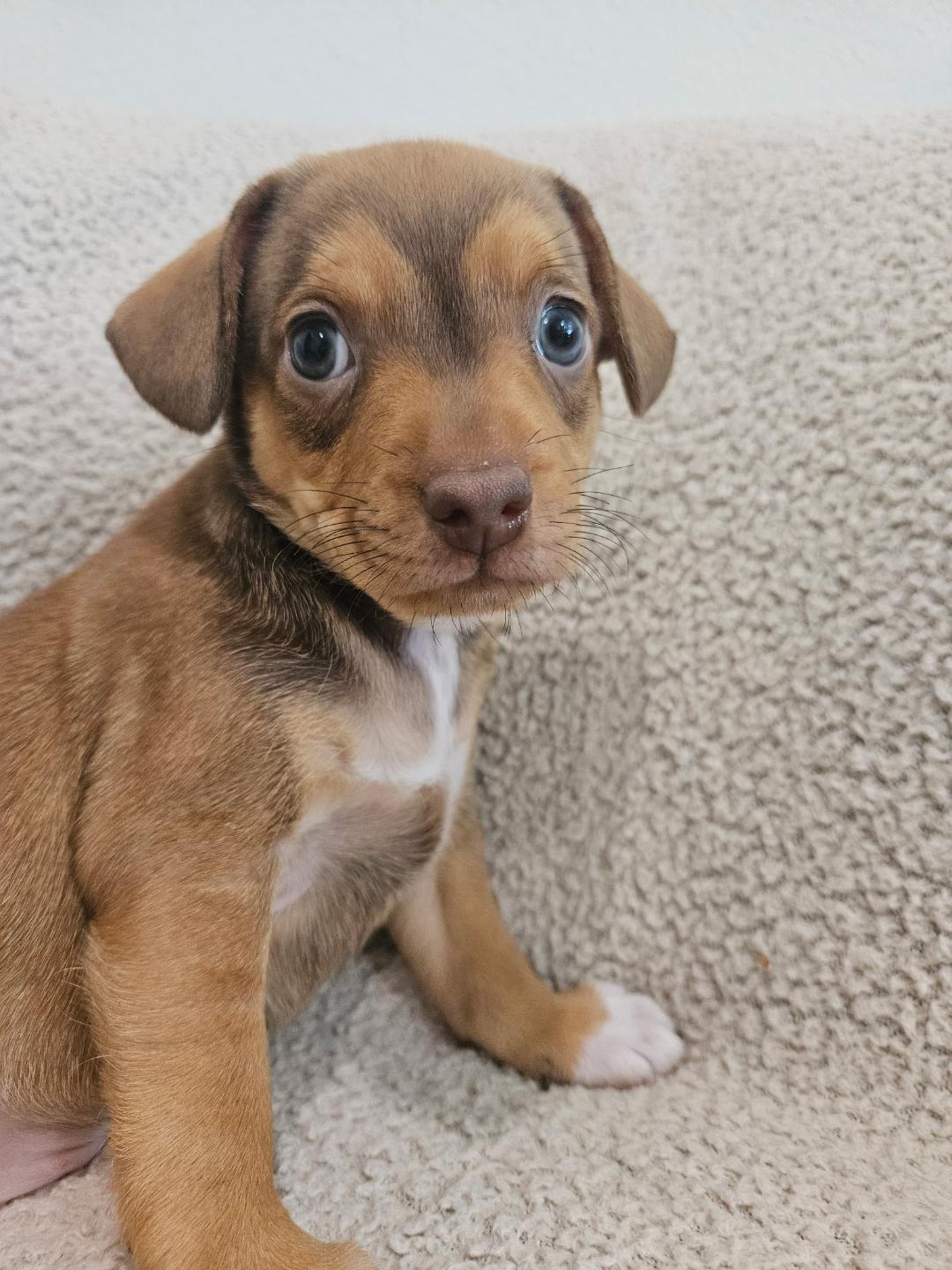 Enlarge Fusilli - Rosie Pup, a Adoptable mixed breed in Los Angeles, CA image 2/6