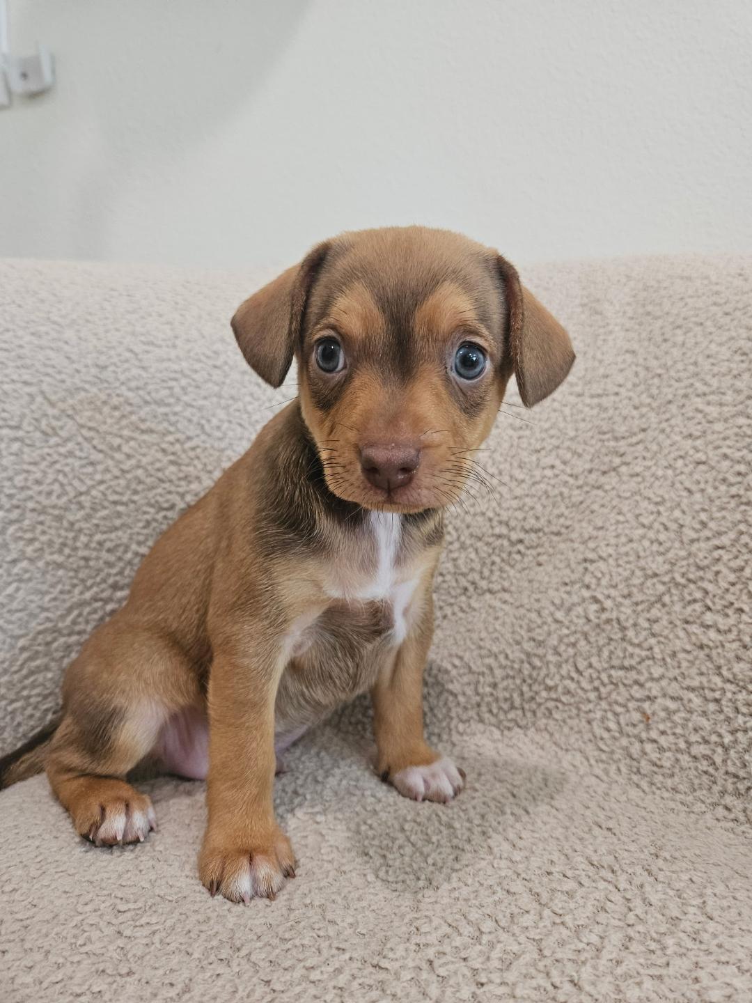Enlarge Fusilli - Rosie Pup, a Adoptable mixed breed in Los Angeles, CA image 5/6