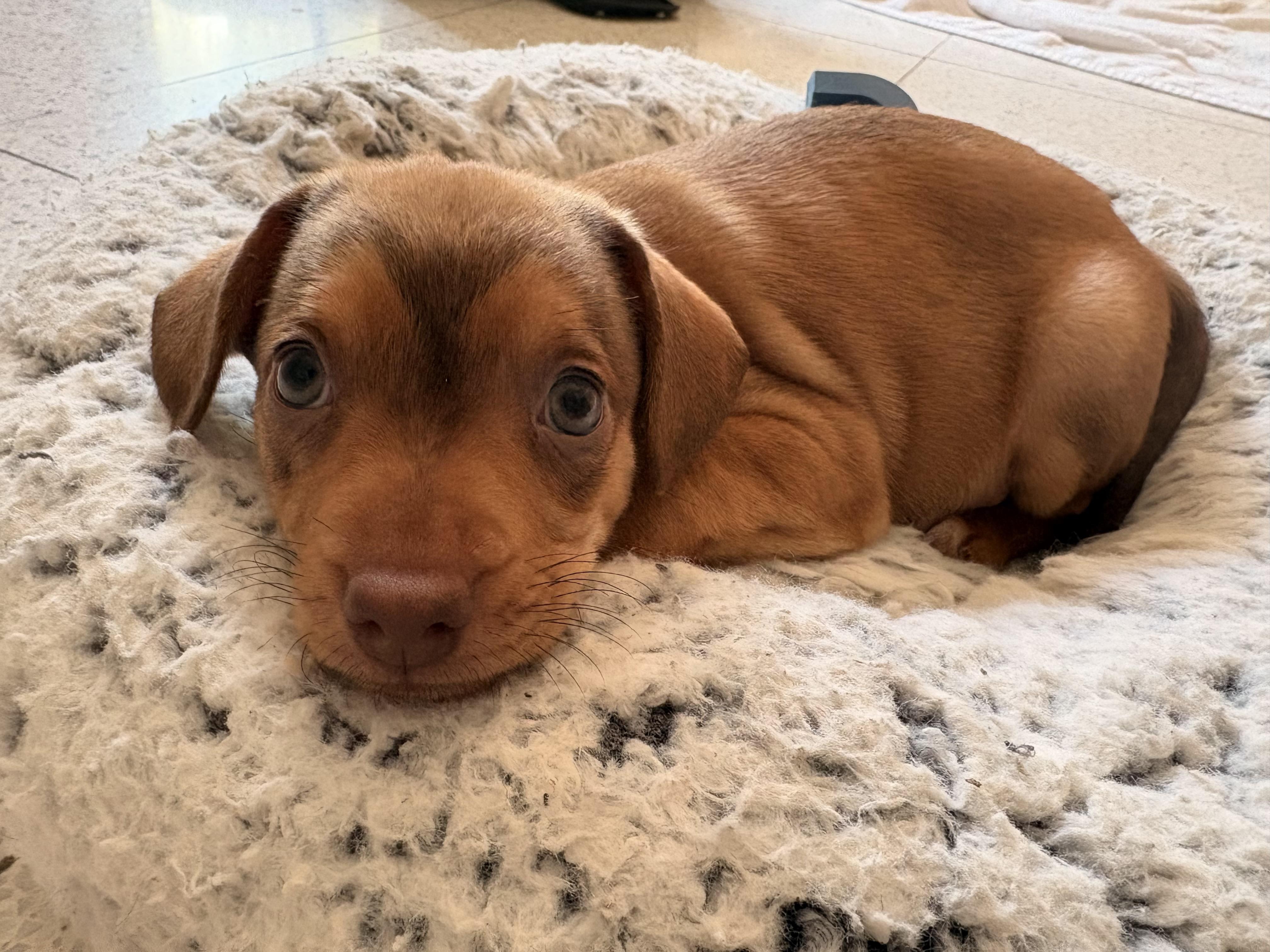 Enlarge Fusilli - Rosie Pup, a Adoptable mixed breed in Los Angeles, CA image 6/6
