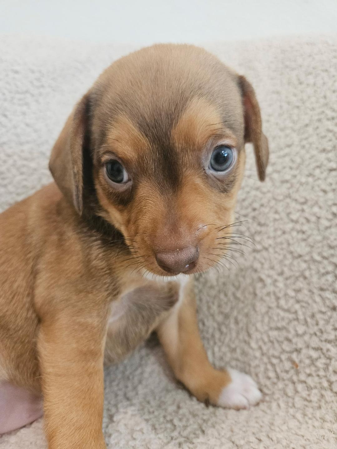 Enlarge Fusilli - Rosie Pup, a Adoptable mixed breed in Los Angeles, CA image 3/6
