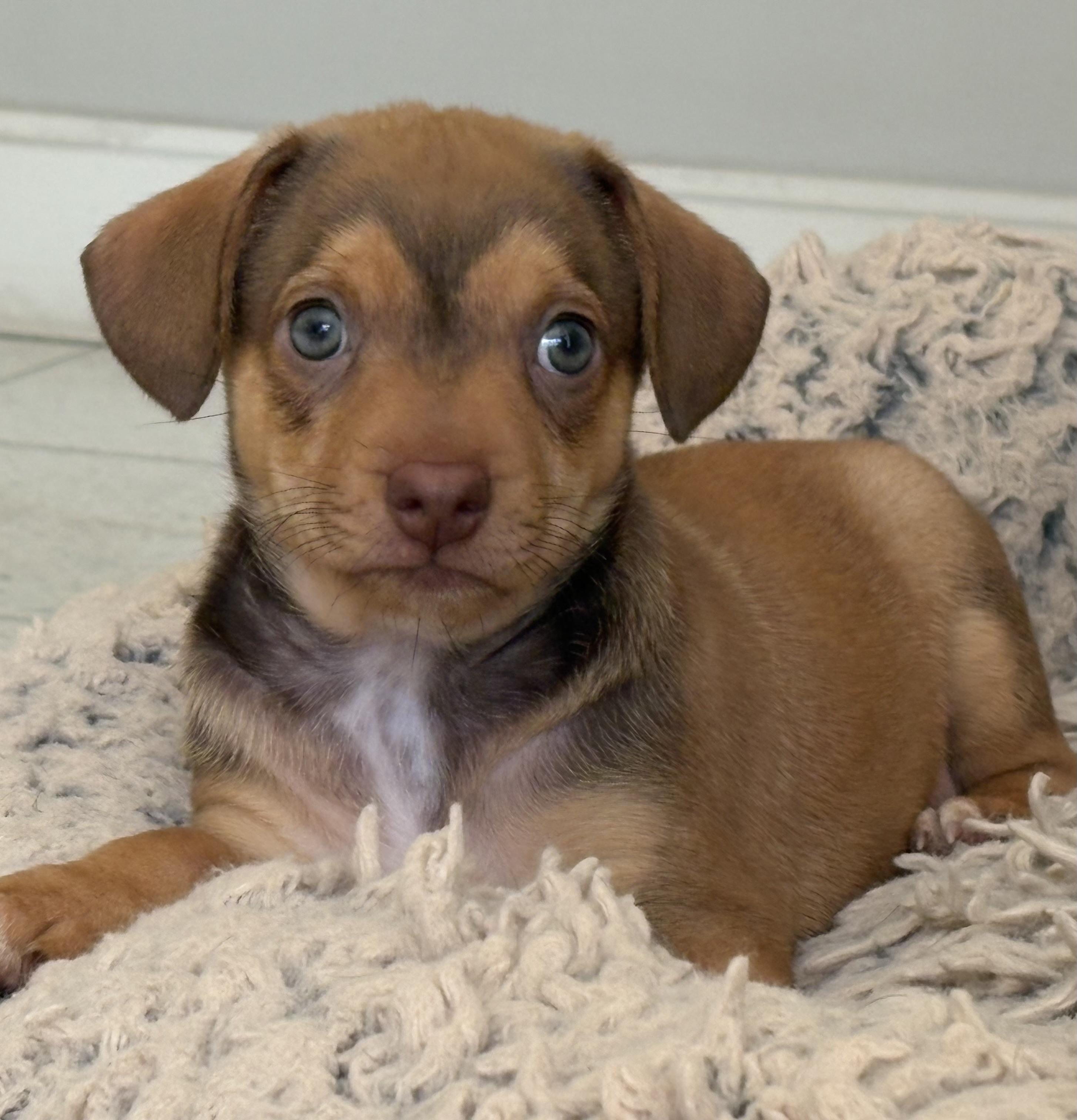 Enlarge Fusilli - Rosie Pup, a Adoptable mixed breed in Los Angeles, CA image 1/6