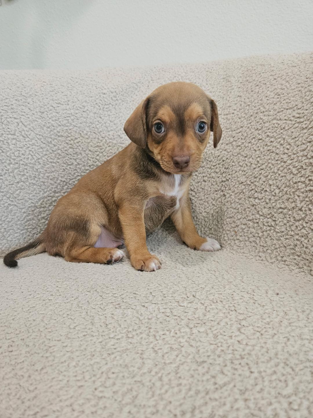 Enlarge Fusilli - Rosie Pup, a Adoptable mixed breed in Los Angeles, CA image 4/6
