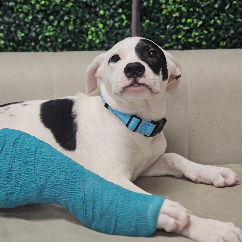Odee, Adoptable, Puppy Male Pit Bull Terrier & English Bulldog.