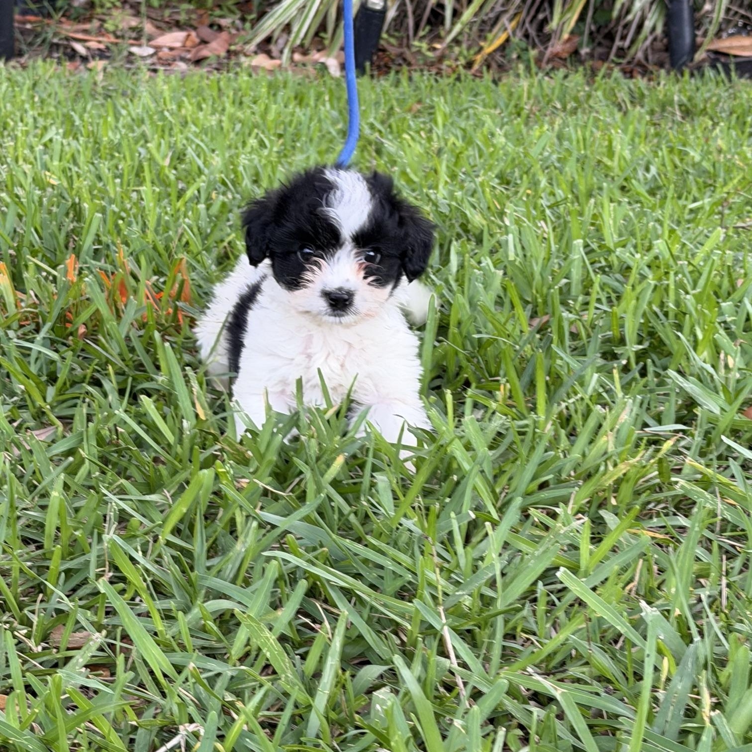 Lenny, an adopted mixed breed in Orlando, FL image 3/5