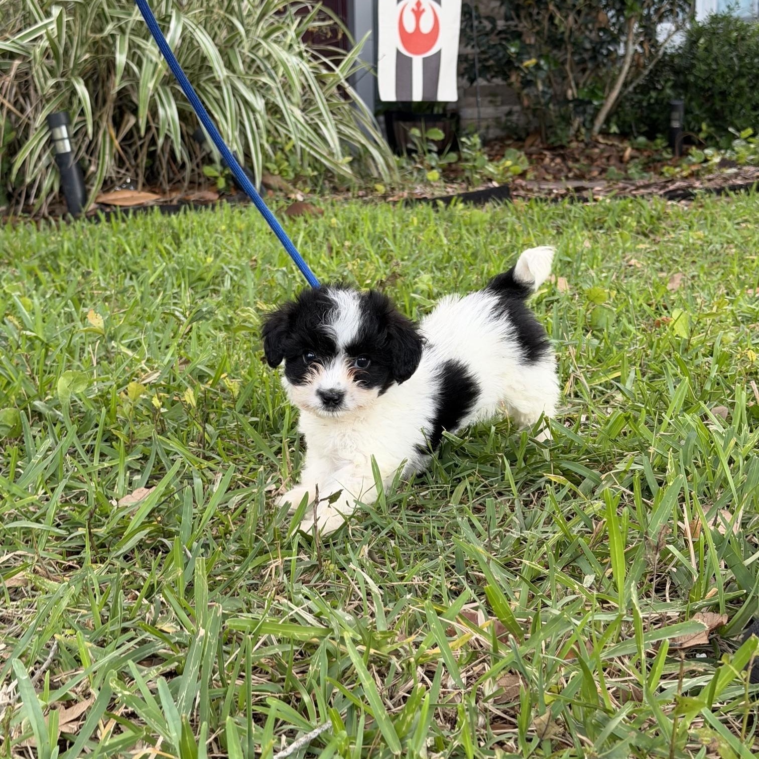 Lenny, an adopted mixed breed in Orlando, FL image 2/5