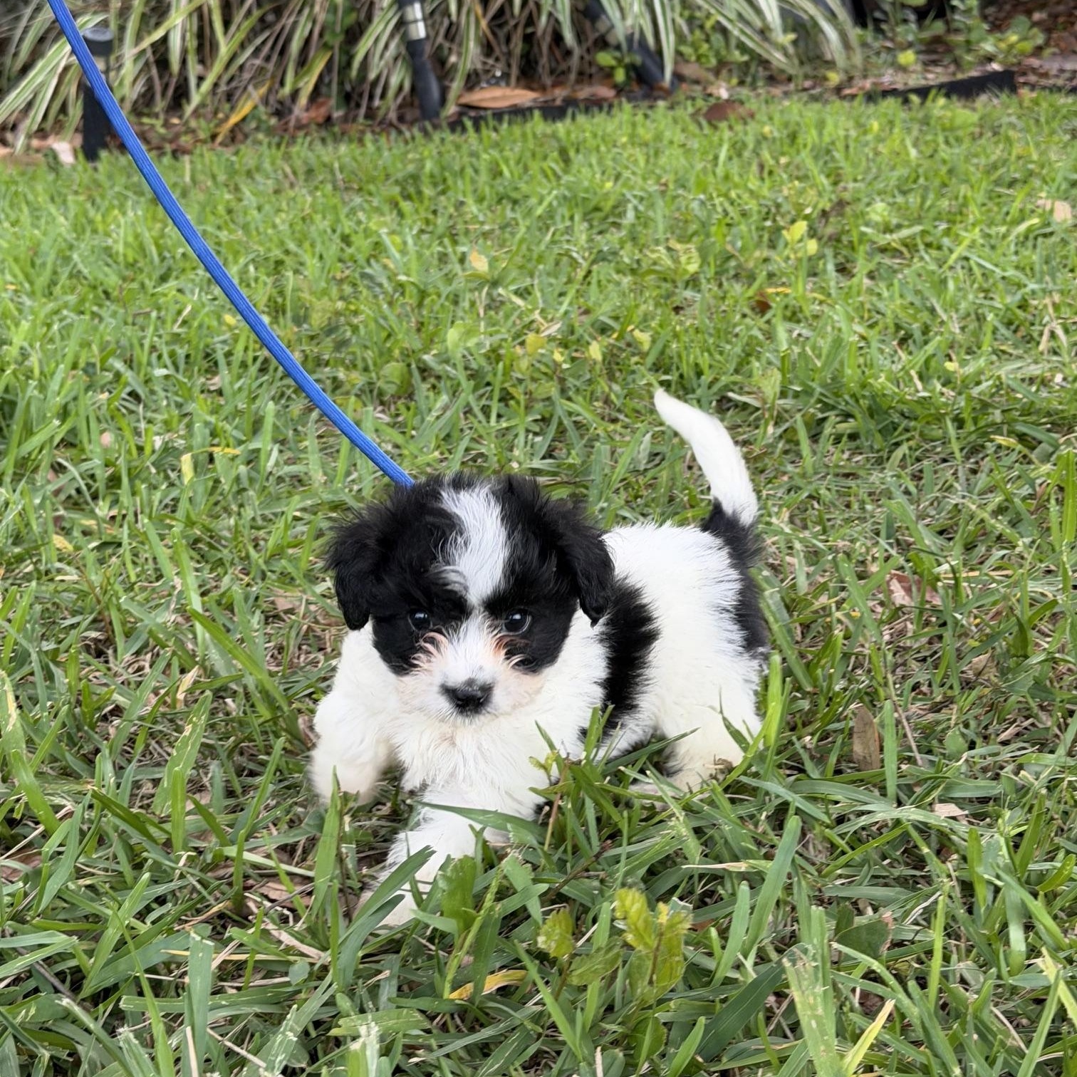 Lenny, an adopted mixed breed in Orlando, FL image 5/5