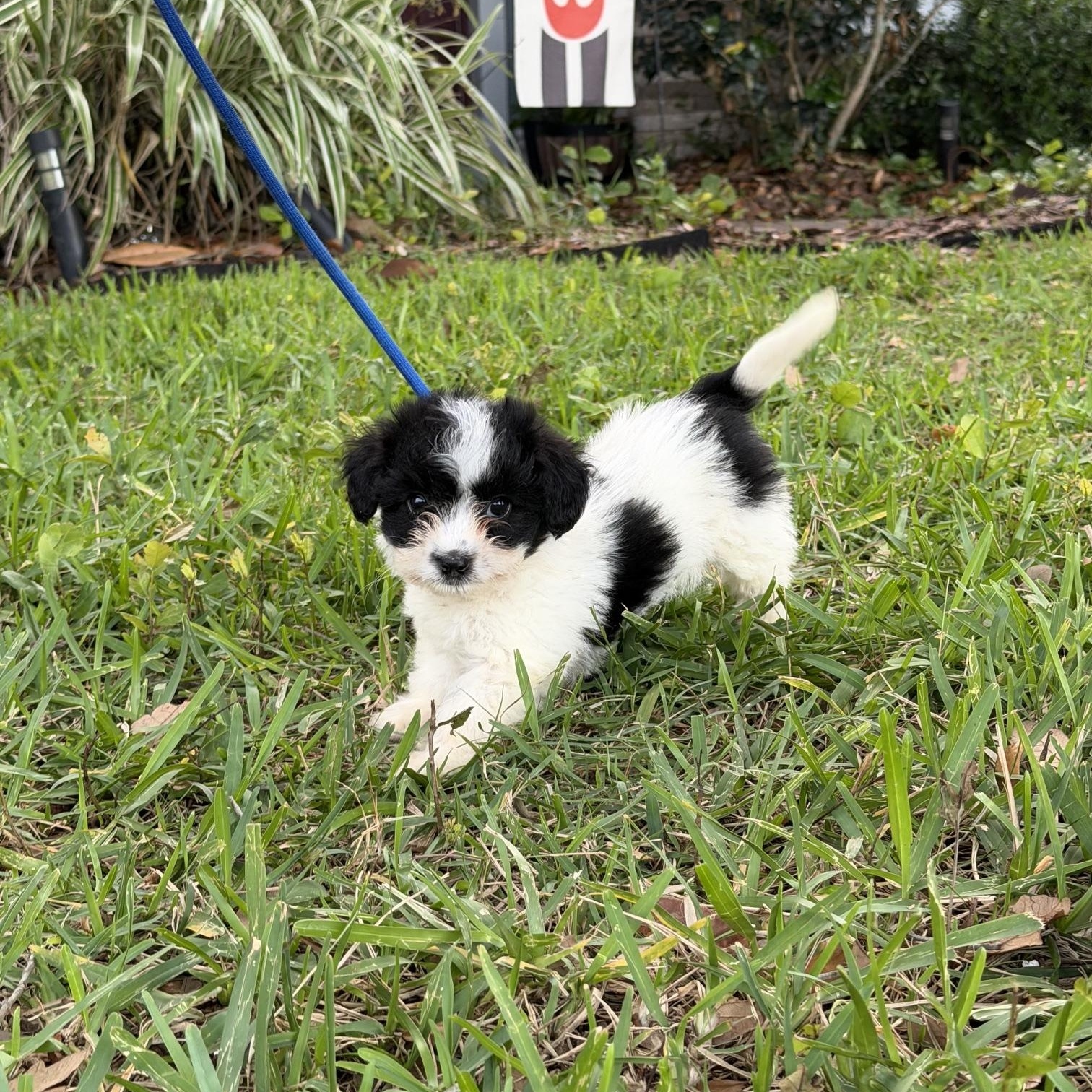Lenny, an adopted mixed breed in Orlando, FL image 4/5