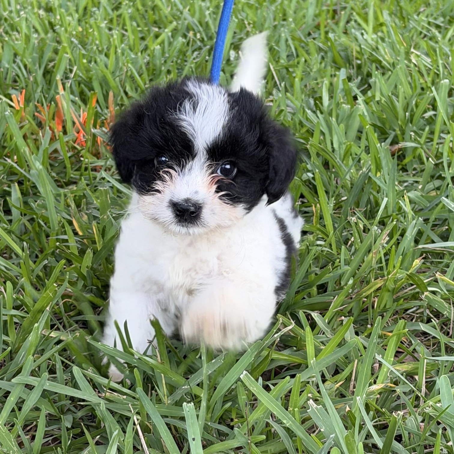 Lenny, adopted, Young Male Shih Tzu.