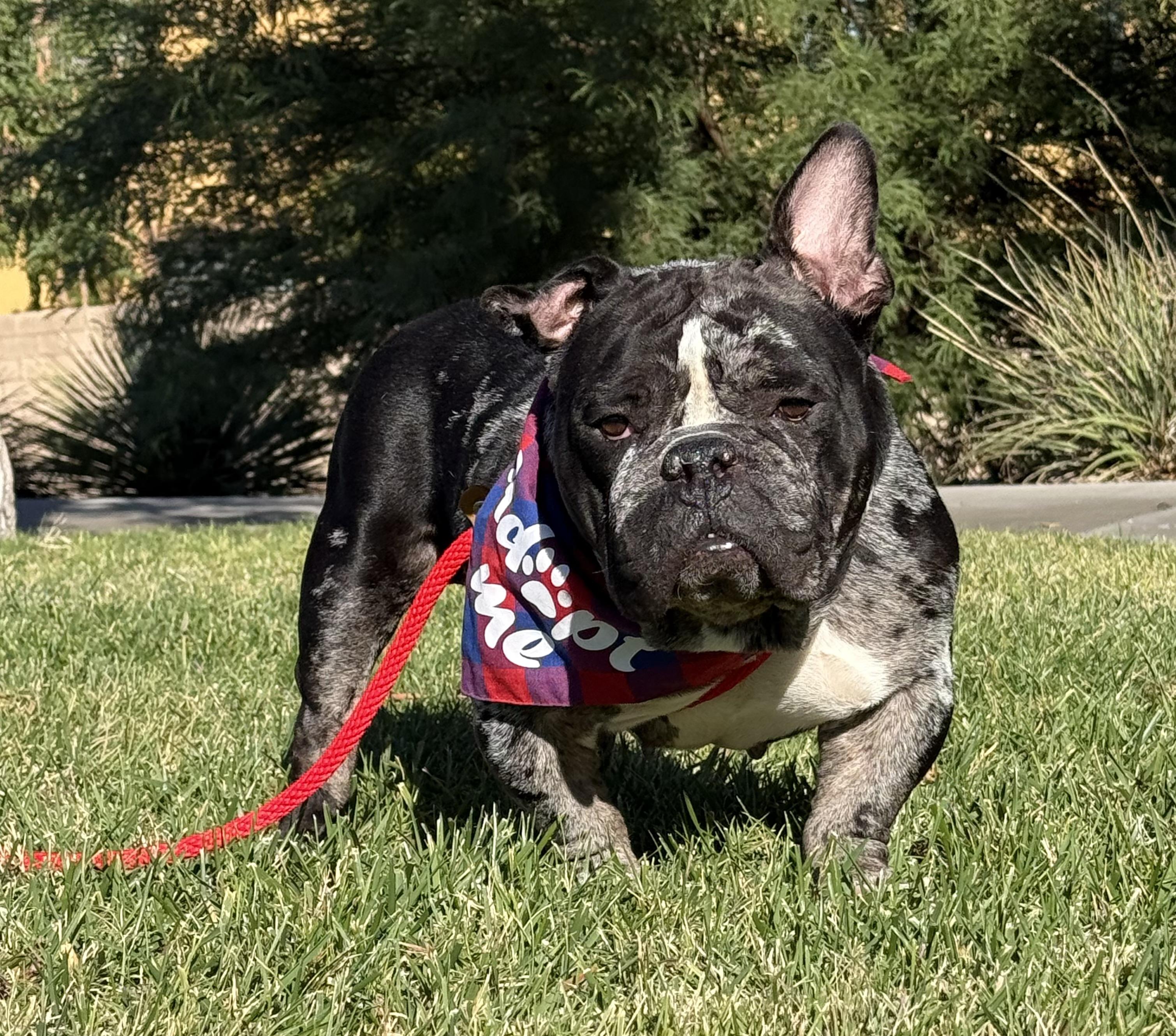 Enlarge Fredy, a Adoptable mixed breed in Las Vegas, NV image 1/4