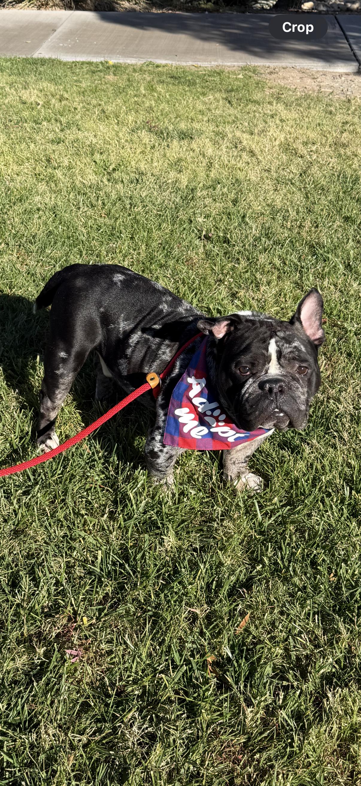 Enlarge Fredy, a Adoptable mixed breed in Las Vegas, NV image 2/4