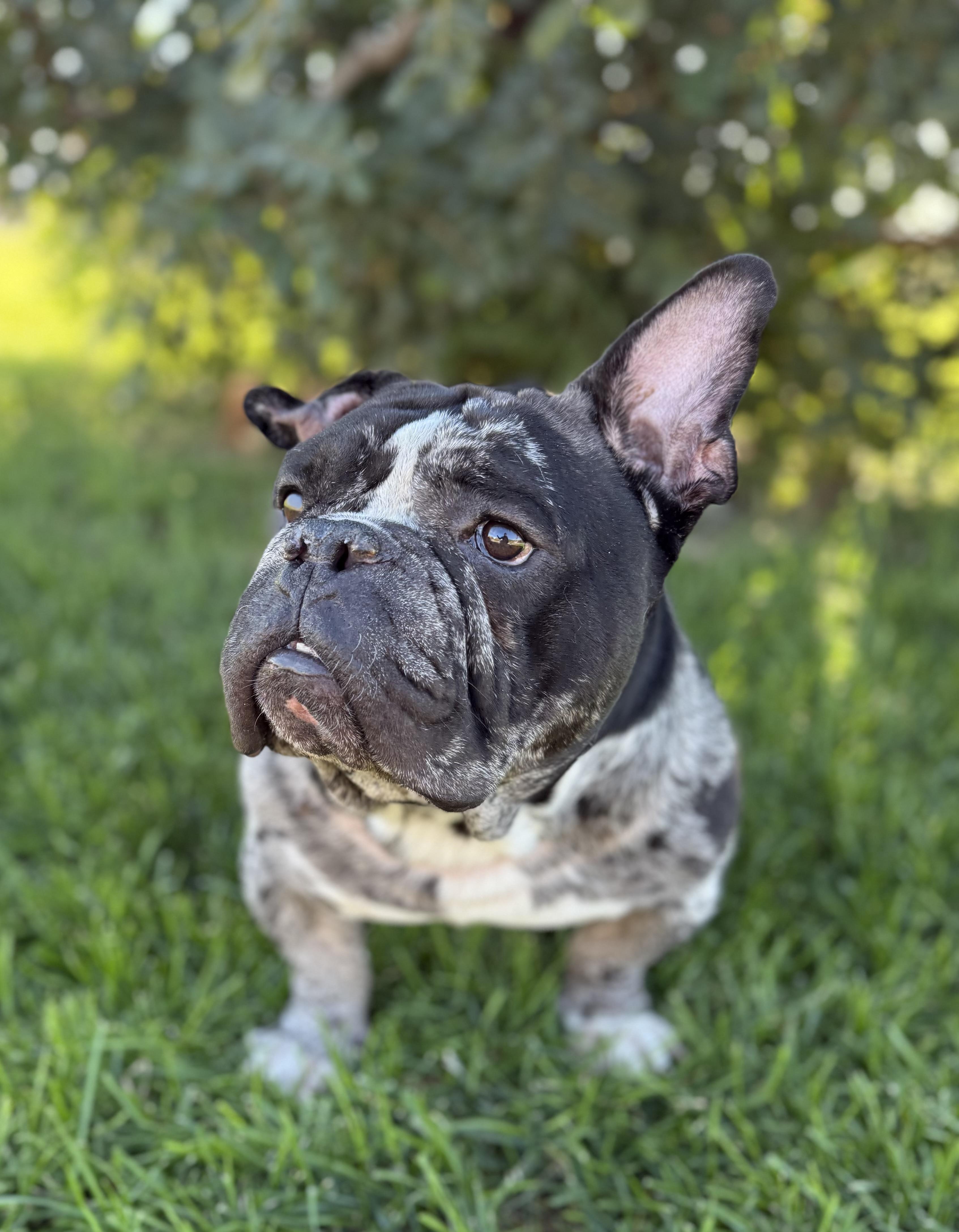 Enlarge Fredy, a Adoptable mixed breed in Las Vegas, NV image 3/4
