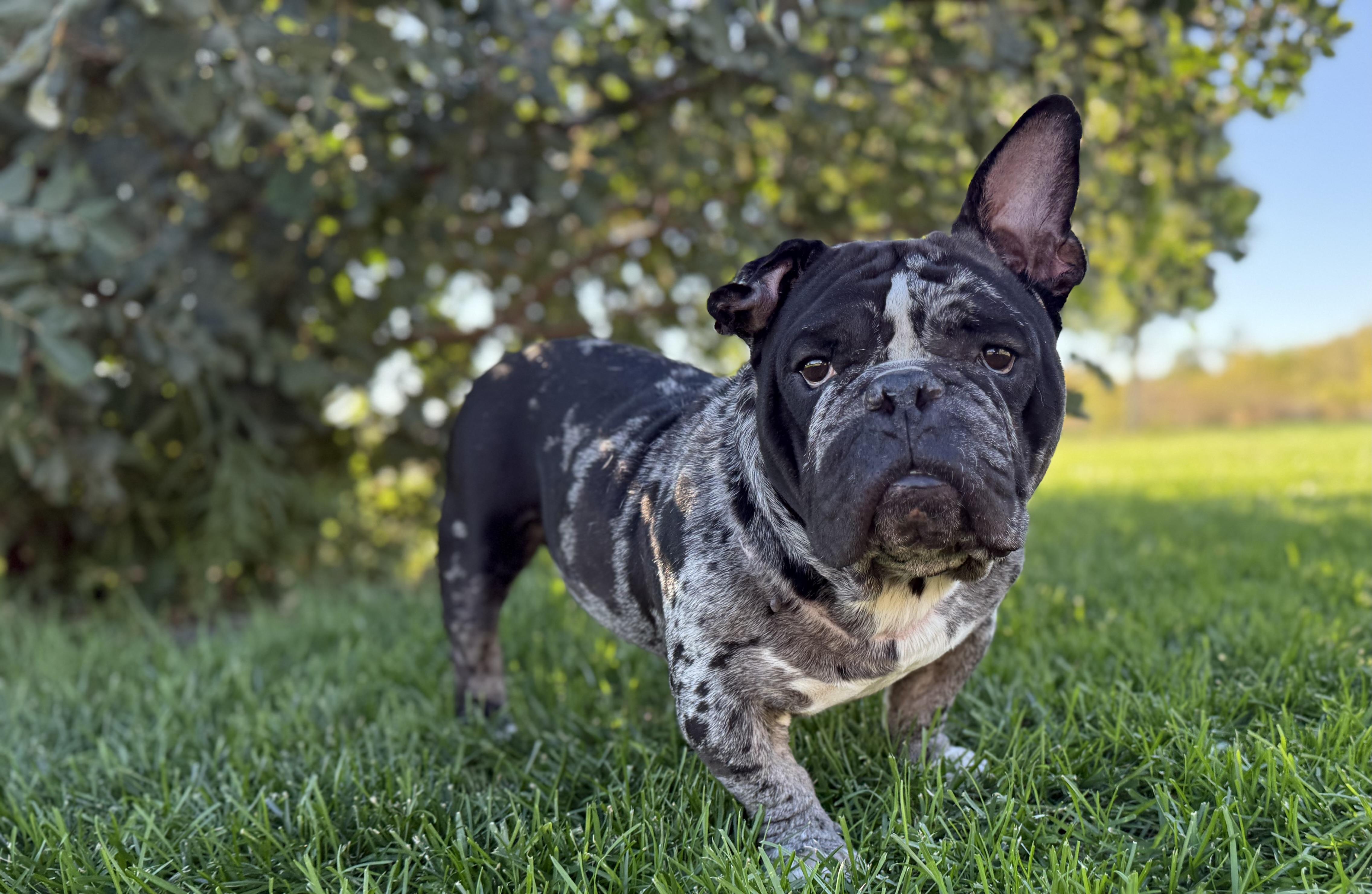 Enlarge Fredy, a Adoptable mixed breed in Las Vegas, NV image 4/4
