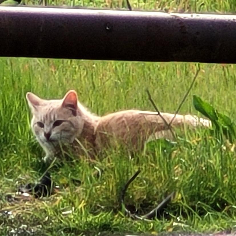 Nacho Fry, Adoptable, Young Male Domestic Short Hair.