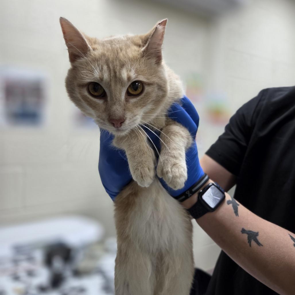 Enlarge Nacho Fry, a Adoptable Domestic Short Hair in Incline Village, NV image 2/2