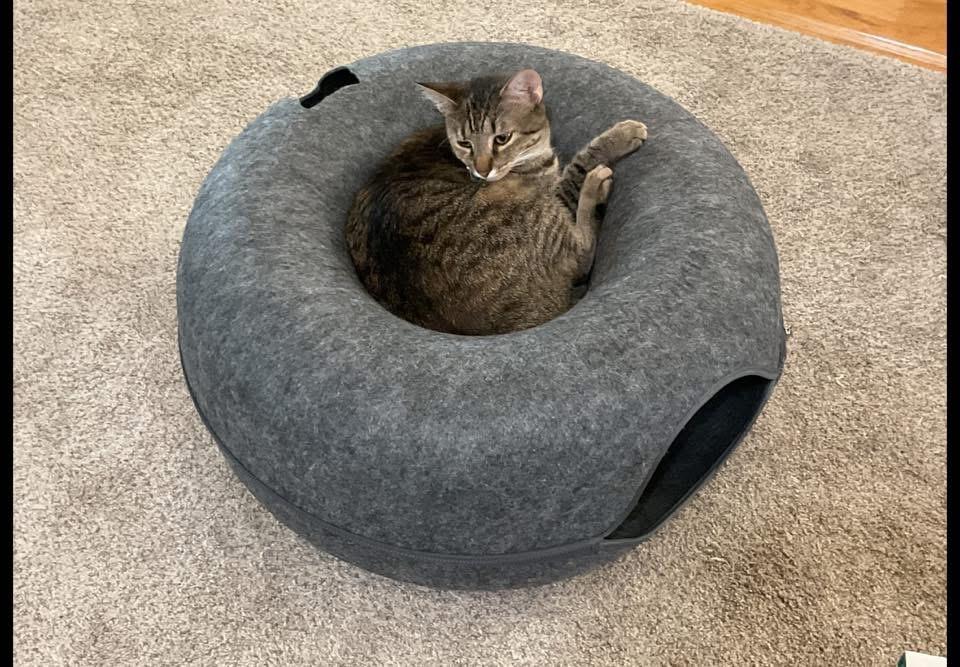 Enlarge Sage & Swirl, a Adoptable mixed breed in East Providence, RI image 5/6