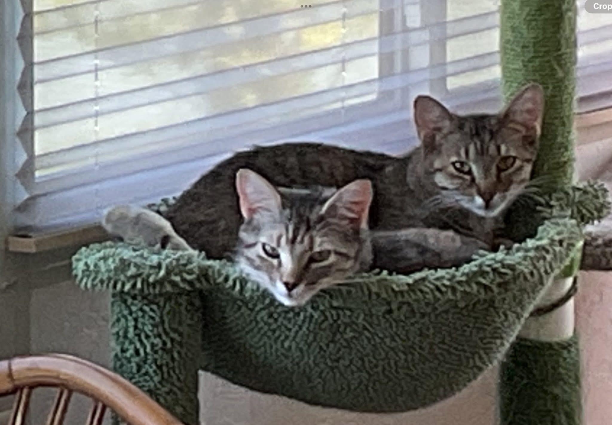 Sage & Swirl, Adoptable, Kitten Female Domestic Short Hair & Tabby.