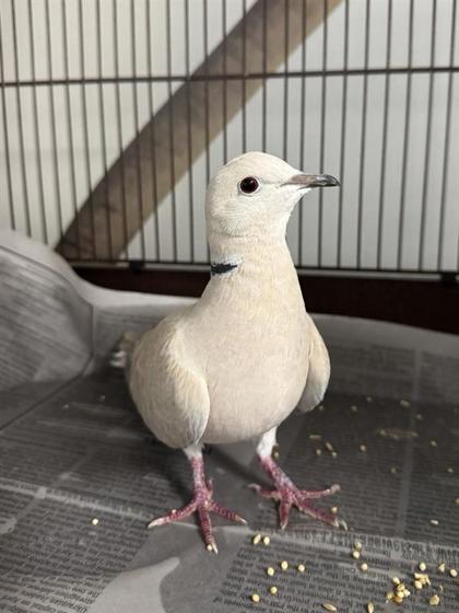 Tweety, Adoptable, Young Unknown Dove.