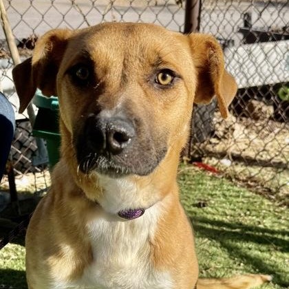 Enlarge Treat, a Adoptable Mixed Breed in Flagstaff, AZ image 6/6