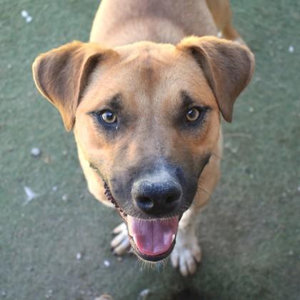 Enlarge Treat, a Adoptable Mixed Breed in Flagstaff, AZ image 5/6