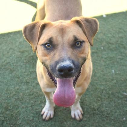 Enlarge Treat, a Adoptable Mixed Breed in Flagstaff, AZ image 3/6