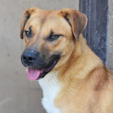 Enlarge Treat, a Adoptable Mixed Breed in Flagstaff, AZ image 4/6