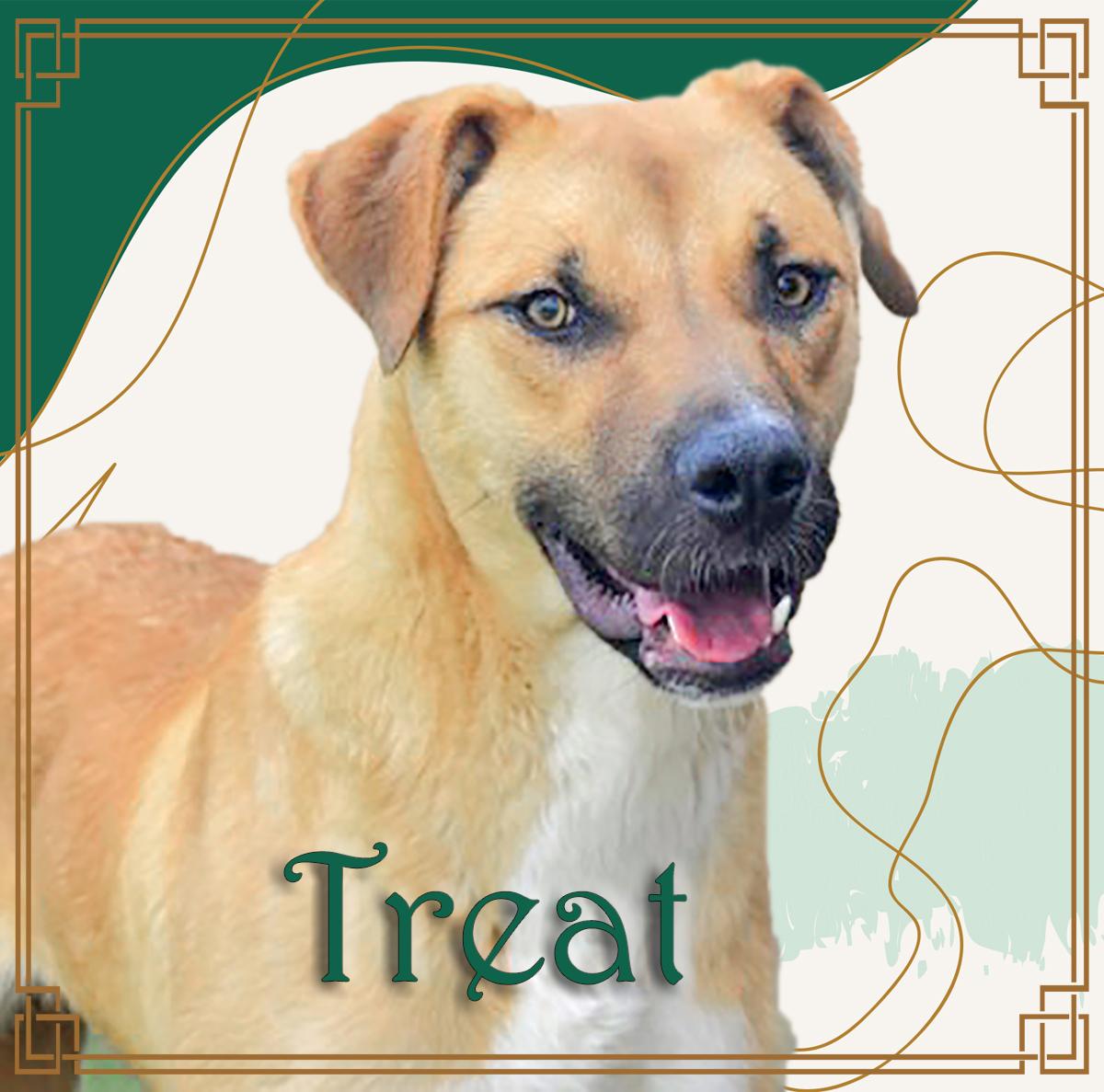 Enlarge Treat, a Adoptable Mixed Breed in Flagstaff, AZ image 2/6