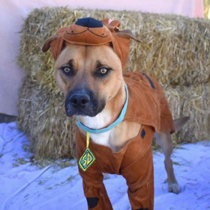 Enlarge Treat, a Adoptable Mixed Breed in Flagstaff, AZ image 1/6