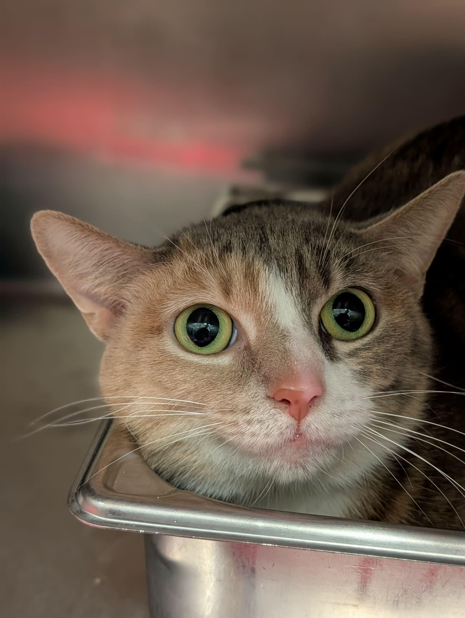 Mayfly, ADOPTABLE, Adult Female Domestic Short Hair.