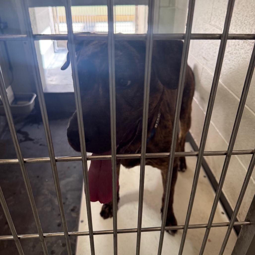 DUKE, Adoptable, Adult Male Mastiff & Mixed Breed.