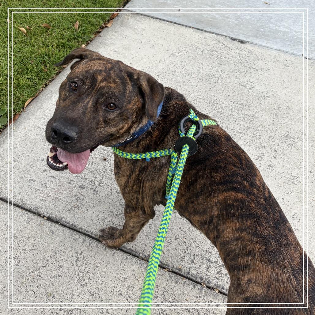 Enlarge DUKE, a Adoptable mixed breed in Upland, CA image 2/6