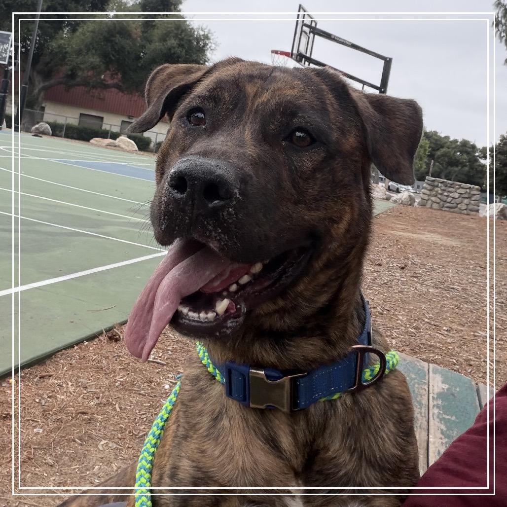Enlarge DUKE, a Adoptable mixed breed in Upland, CA image 3/6