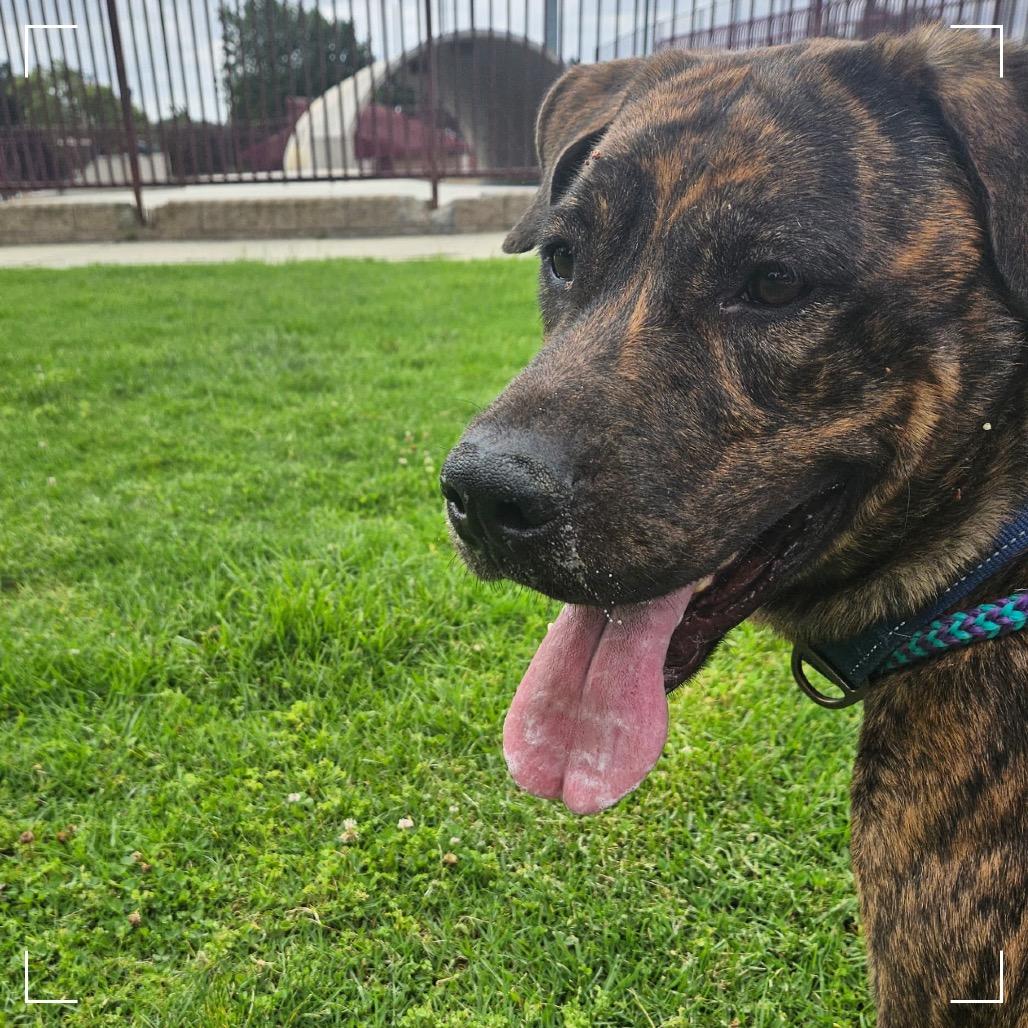 Enlarge DUKE, a Adoptable mixed breed in Upland, CA image 4/6